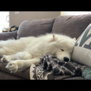 Meet your Posher, Josh